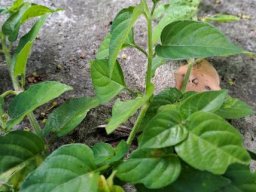 Asystasia gangetica subsp. micrantha or A. intrusa quilted leaves